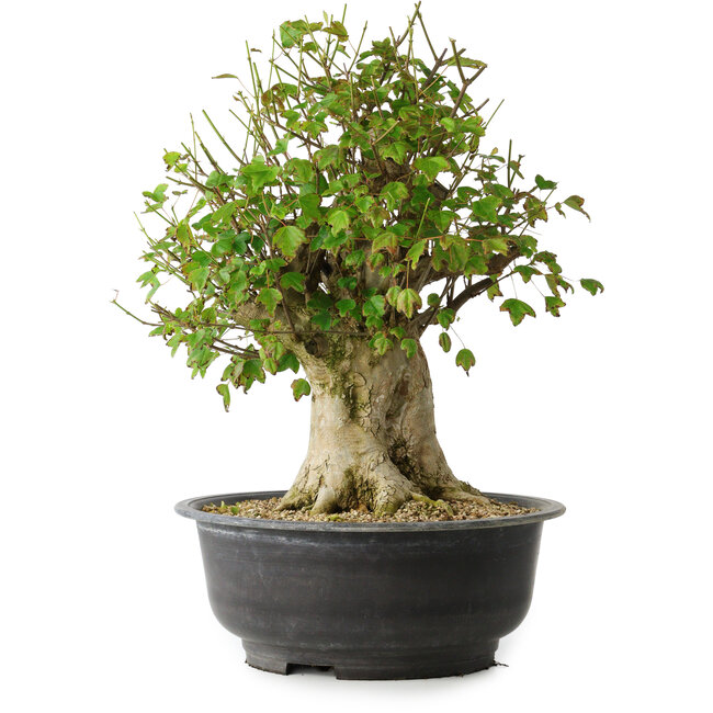 Acer buergerianum, 43 cm, ± 35 ans, avec un nebari de 18,5 cm