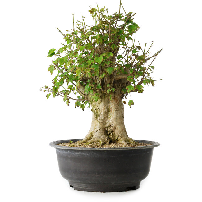 Acer buergerianum, 43 cm, ± 35 ans, avec un nebari de 18,5 cm