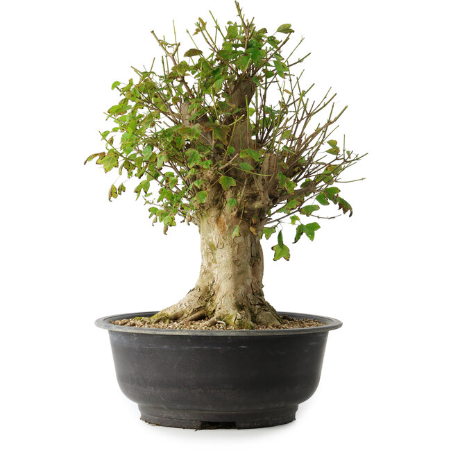 Acer buergerianum, 43 cm, ± 35 años, con un nebari de 18,5 cm