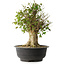Acer buergerianum, 43 cm, ± 35 jaar oud, met een nebari van 18,5 cm