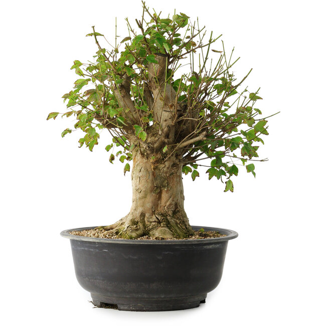 Acer buergerianum, 43 cm, ± 35 anni, con un nebari di 18,5 cm