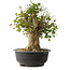 Acer buergerianum, 43 cm, ± 35 jaar oud, met een nebari van 18,5 cm
