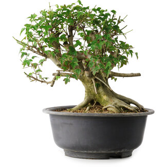 Acer buergerianum, 37 cm, ± 35 jaar oud