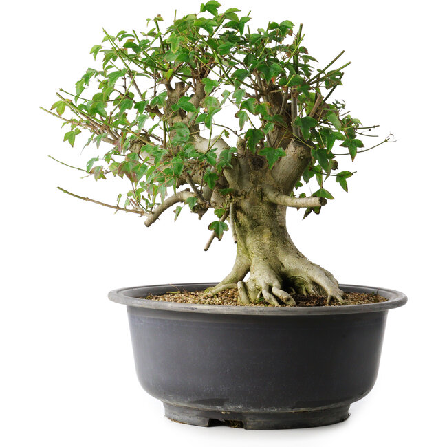 Acer buergerianum, 37 cm, ± 35 anni, con un nebari di 24 cm