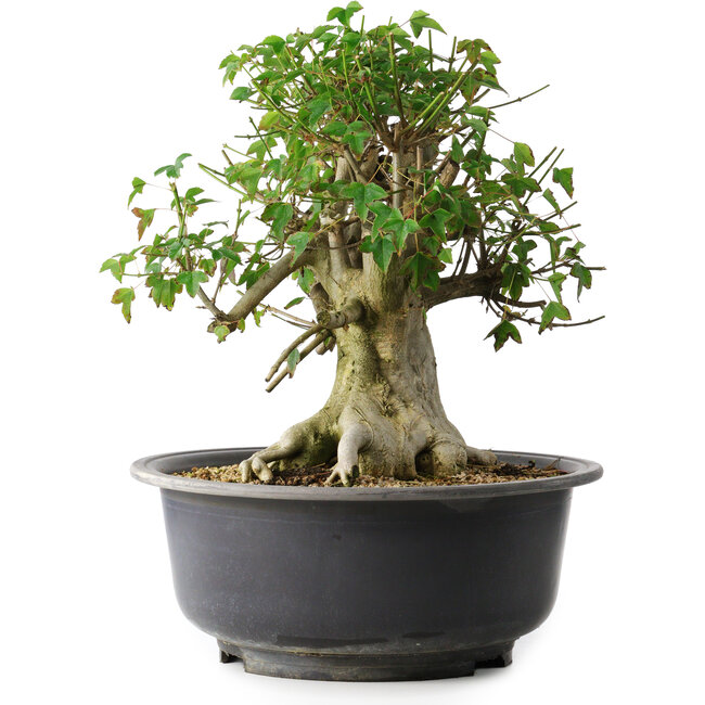 Acer buergerianum, 37 cm, ± 35 anni, con un nebari di 24 cm