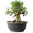 Acer buergerianum, 37 cm, ± 35 jaar oud, met een nebari van 24 cm