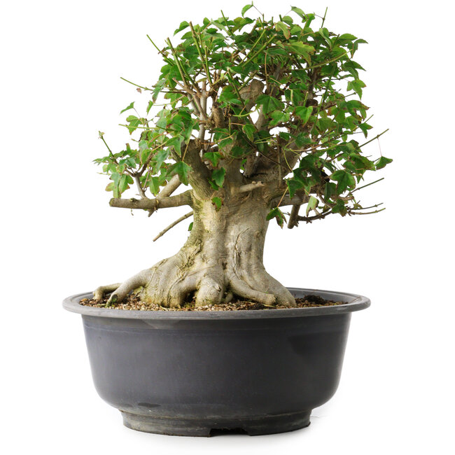 Acer buergerianum, 37 cm, ± 35 años, con un nebari de 24 cm