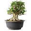 Acer buergerianum, 37 cm, ± 35 jaar oud, met een nebari van 24 cm