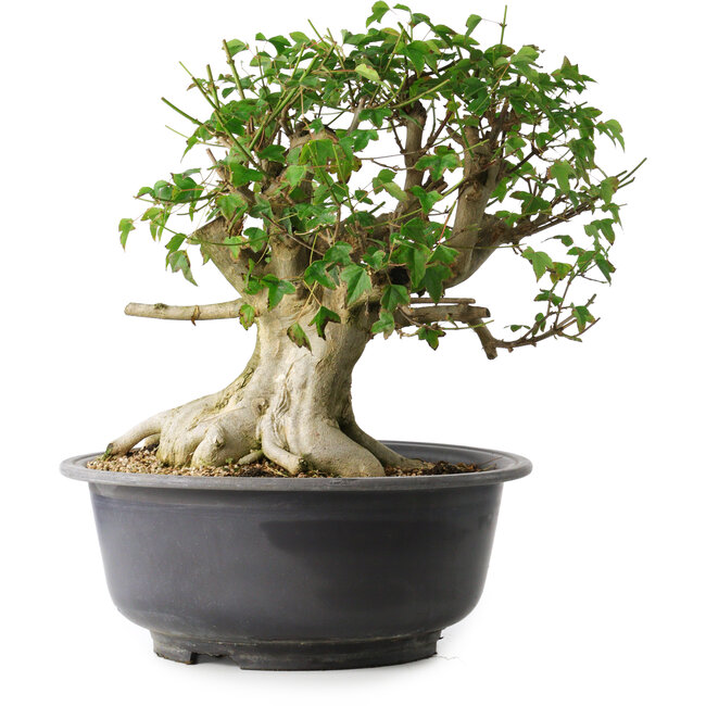 Acer buergerianum, 37 cm, ± 35 jaar oud, met een nebari van 24 cm