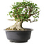 Acer buergerianum, 37 cm, ± 35 jaar oud, met een nebari van 24 cm