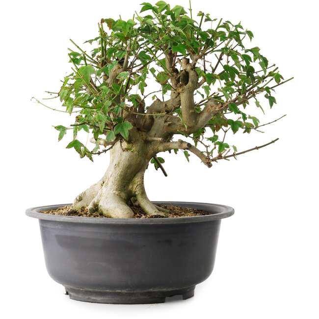 Acer buergerianum, 37 cm, ± 35 años, con un nebari de 24 cm