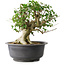 Acer buergerianum, 37 cm, ± 35 jaar oud, met een nebari van 24 cm
