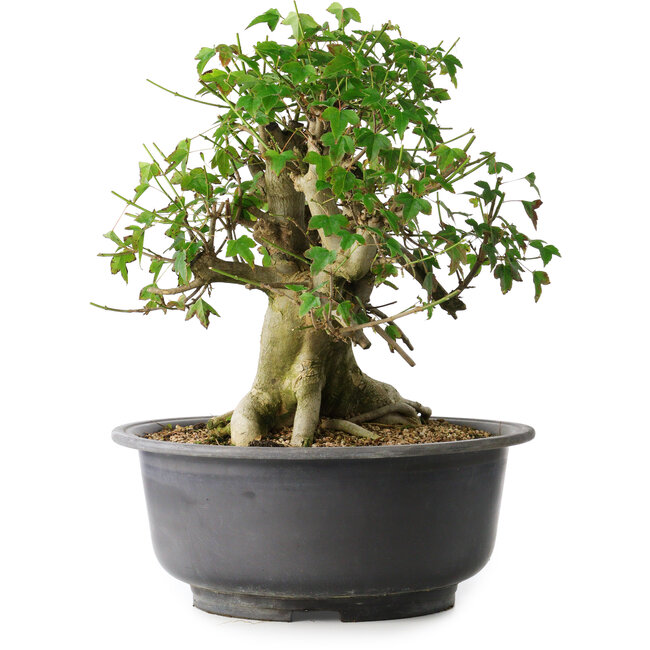 Acer buergerianum, 37 cm, ± 35 anni, con un nebari di 24 cm