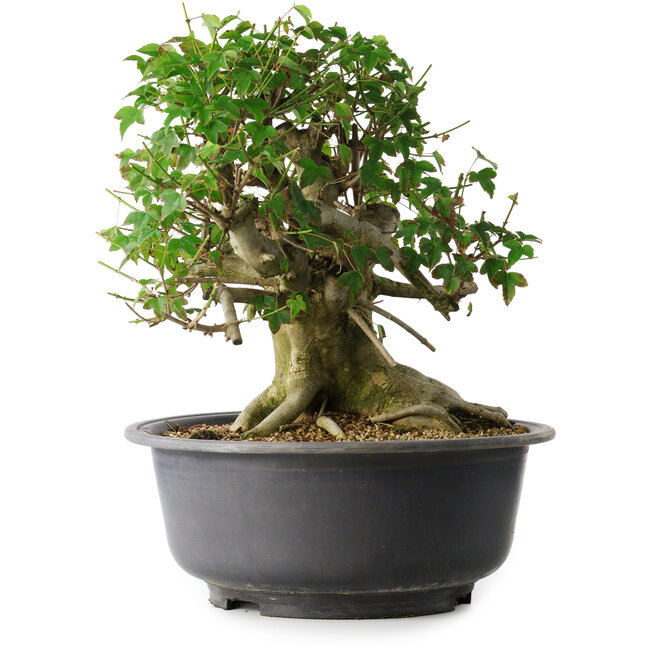 Acer buergerianum, 37 cm, ± 35 jaar oud, met een nebari van 24 cm