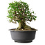 Acer buergerianum, 37 cm, ± 35 jaar oud, met een nebari van 24 cm
