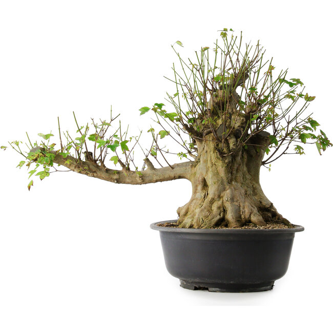 Acer buergerianum, 49 cm, ± 35 años, con un nebari de 28 cm