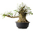 Acer buergerianum, 49 cm, ± 35 años, con un nebari de 28 cm