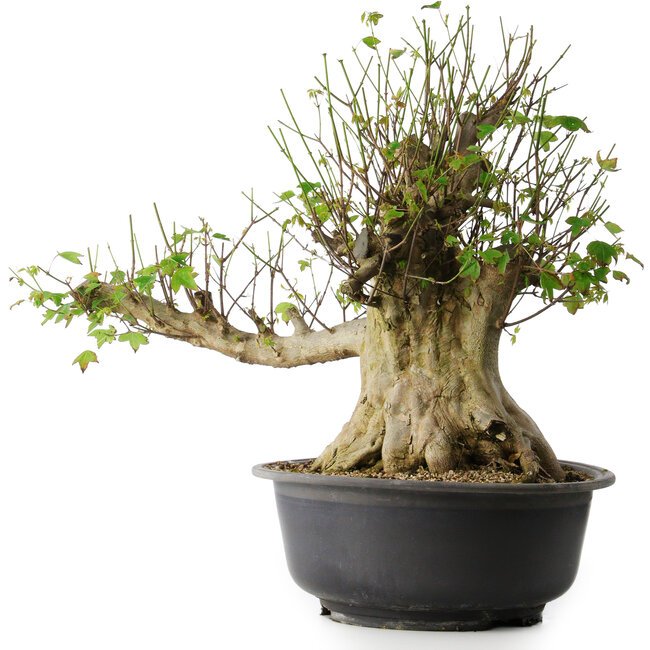 Acer buergerianum, 49 cm, ± 35 años, con un nebari de 28 cm