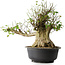 Acer buergerianum, 49 cm, ± 35 años, con un nebari de 28 cm