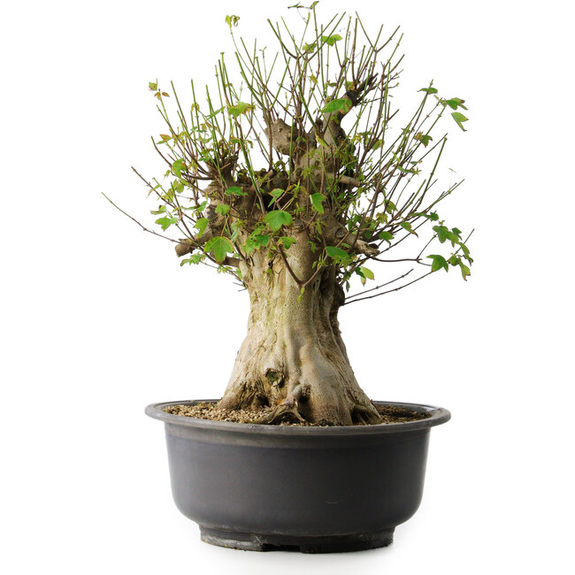 Acer buergerianum, 49 cm, ± 35 jaar oud, met een nebari van 28 cm