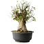 Acer buergerianum, 49 cm, ± 35 años, con un nebari de 28 cm