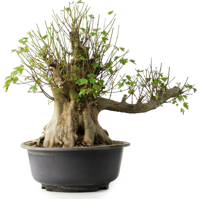 Acer buergerianum, 49 cm, ± 35 anni, con un nebari di 28 cm