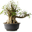 Acer buergerianum, 49 cm, ± 35 años, con un nebari de 28 cm