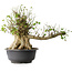 Acer buergerianum, 49 cm, ± 35 años, con un nebari de 28 cm