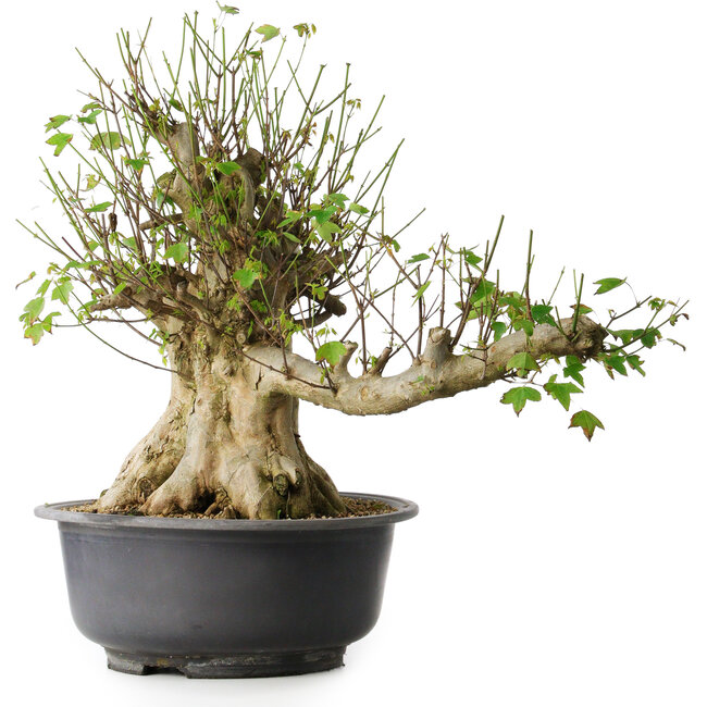 Acer buergerianum, 49 cm, ± 35 años, con un nebari de 28 cm