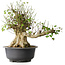 Acer buergerianum, 49 cm, ± 35 años, con un nebari de 28 cm