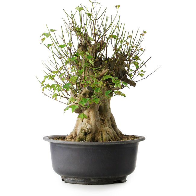 Acer buergerianum, 49 cm, ± 35 anni, con un nebari di 28 cm