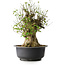 Acer buergerianum, 49 cm, ± 35 años, con un nebari de 28 cm