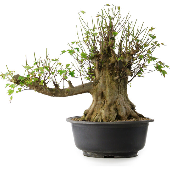 Acer buergerianum, 49 cm, ± 35 years old, with a nebari of 28 cm