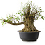 Acer buergerianum, 49 cm, ± 35 años, con un nebari de 28 cm
