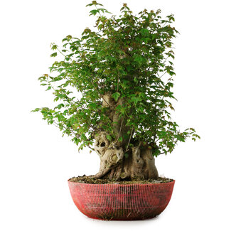 Acer buergerianum, 58 cm, ± 35 años