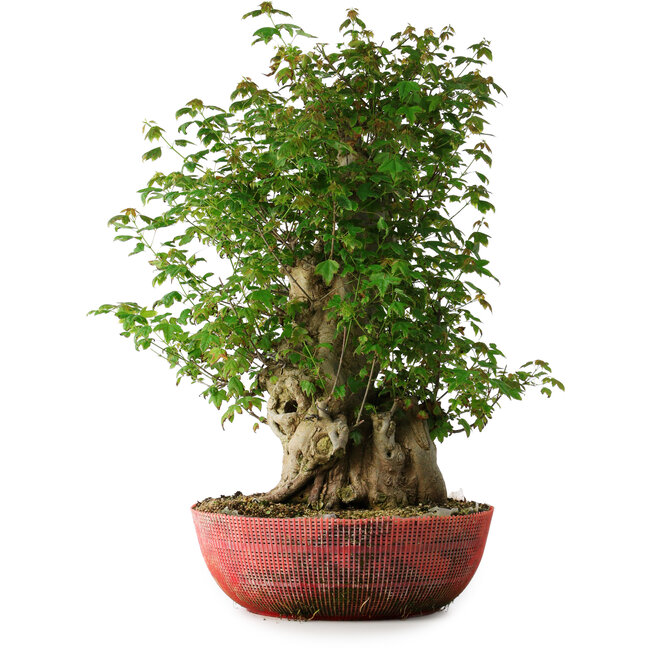 Acer buergerianum, 58 cm, ± 35 años, con un nebari de 23 cm
