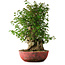 Acer buergerianum, 58 cm, ± 35 años, con un nebari de 23 cm