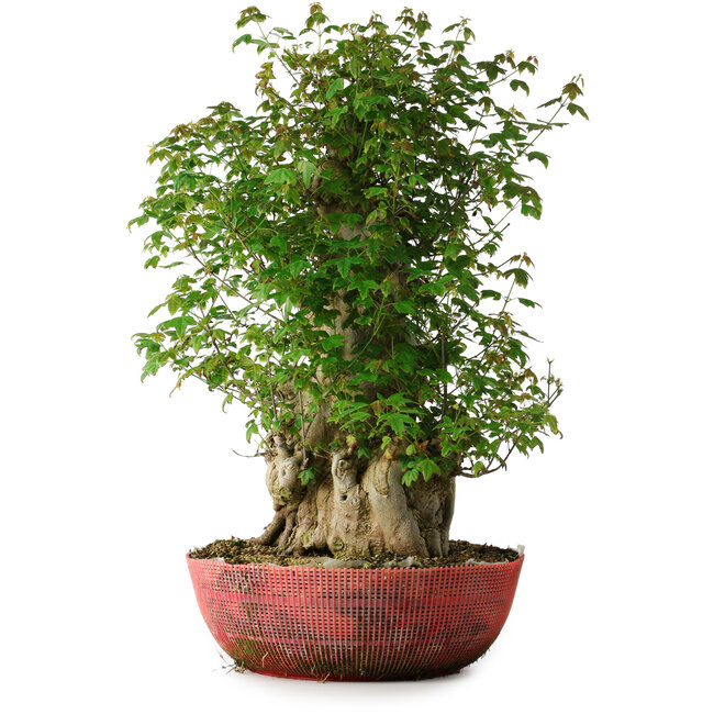 Acer buergerianum, 58 cm, ± 35 jaar oud, met een nebari van 23 cm