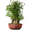 Acer buergerianum, 58 cm, ± 35 años, con un nebari de 23 cm