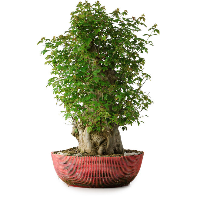 Acer buergerianum, 58 cm, ± 35 anni, con un nebari di 23 cm