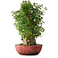 Acer buergerianum, 58 cm, ± 35 años, con un nebari de 23 cm