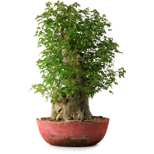 Acer buergerianum, 58 cm, ± 35 jaar oud, met een nebari van 23 cm