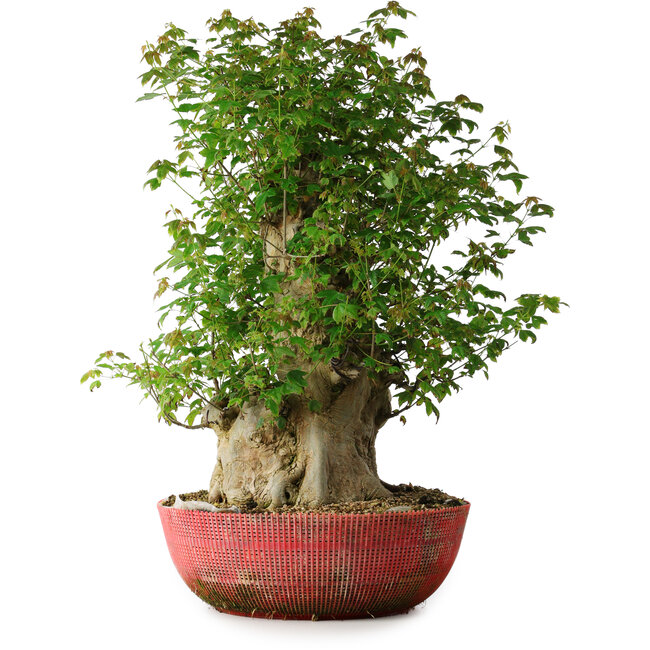 Acer buergerianum, 58 cm, ± 35 jaar oud, met een nebari van 23 cm