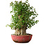 Acer buergerianum, 58 cm, ± 35 años, con un nebari de 23 cm