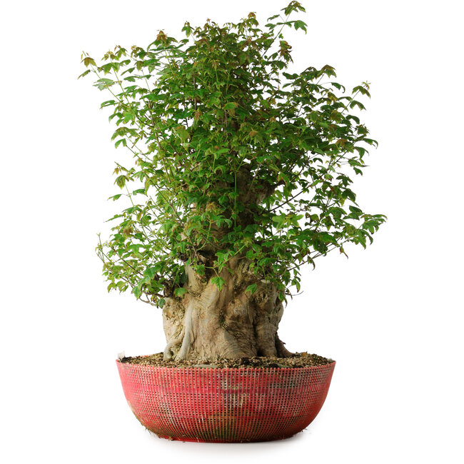 Acer buergerianum, 58 cm, ± 35 ans, avec un nebari de 23 cm