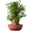 Acer buergerianum, 58 cm, ± 35 años, con un nebari de 23 cm