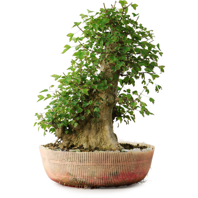 Acer buergerianum, 45 cm, ± 35 años, con un nebari de 22 cm