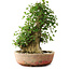 Acer buergerianum, 45 cm, ± 35 años, con un nebari de 22 cm