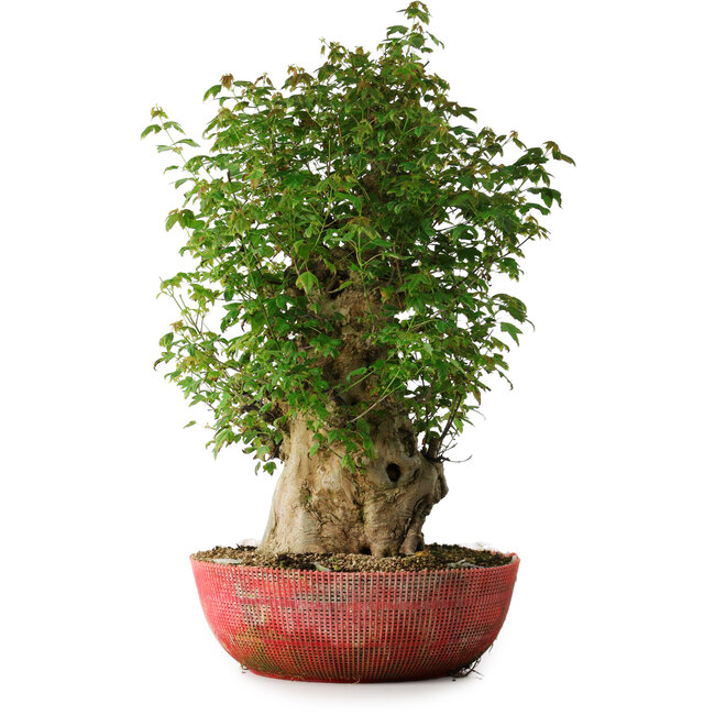 Acer buergerianum, 58 cm, ± 35 anni, con un nebari di 23 cm