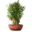 Acer buergerianum, 58 cm, ± 35 años, con un nebari de 23 cm